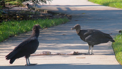 [The remains of a dead armadillo are strewn across the sidewalk. The adult vulture on the right stands nearly on top of one part of the remains. A juvenile vulture stands a bit further away from the remains on the left.]